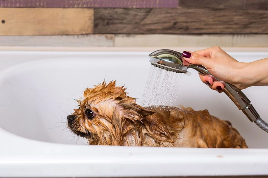 De huid van de hond wordt verzorgd doormiddel van een bad en hypoallergene shampoo
