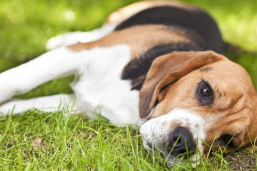 Hond voelt zich niet lekker vanwege gele ontlasting door infectieziekten 