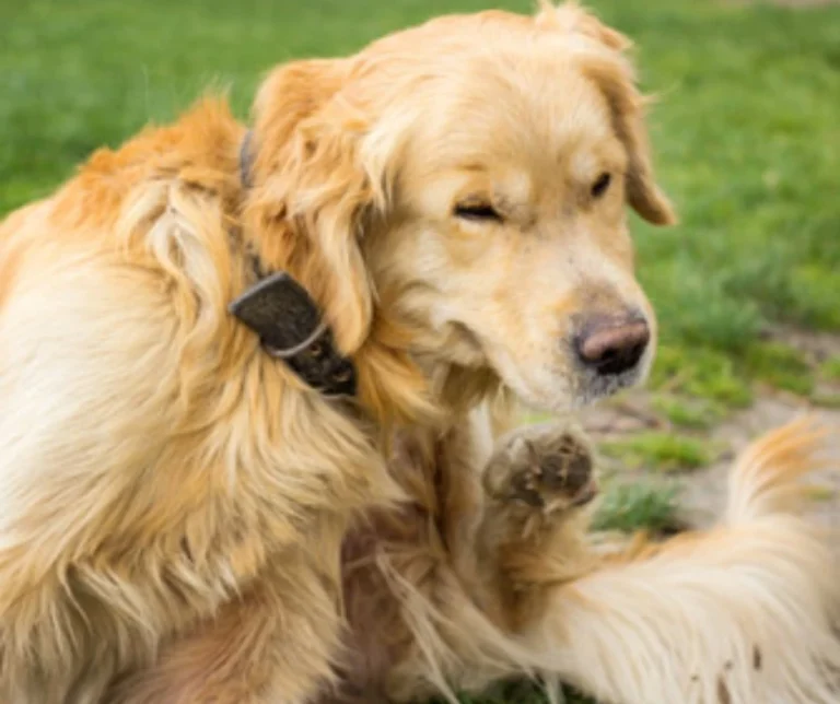 Droge huid bij honden: Oorzaken, Symptomen & Behandeling