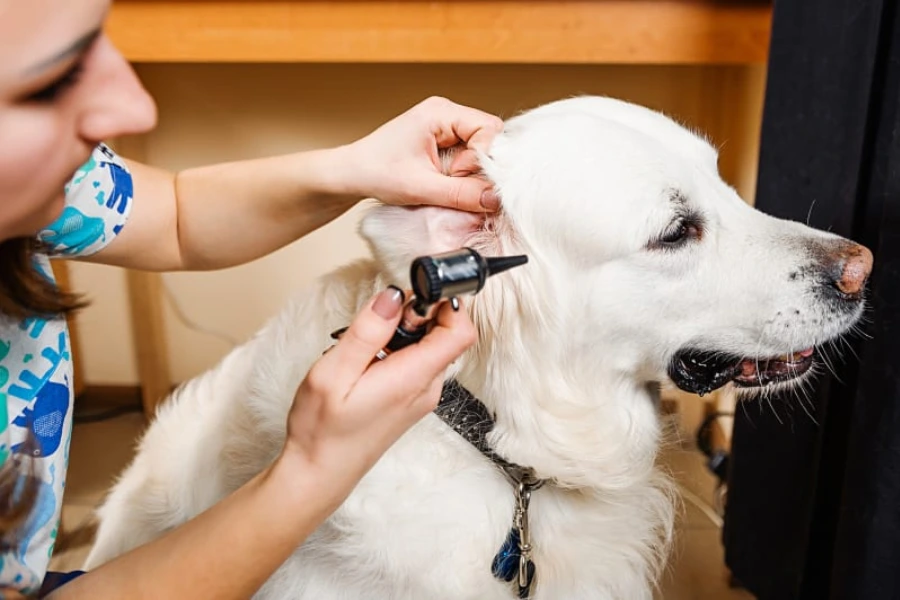 De dierenarts controleert het oor voor vreemde voorwerpen. Vreemde voorwerpen in het oor kunnen ook kopschudden veroorzaken