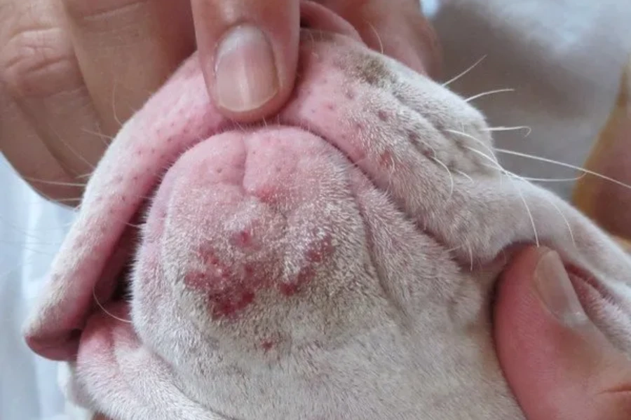 Ook puistjes veroorzaken droge huid bij honden 