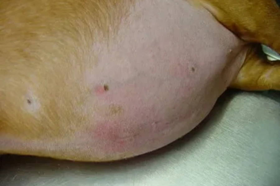 De ziekte van Cushing kan ook zorgen voor een droge huid bij honden