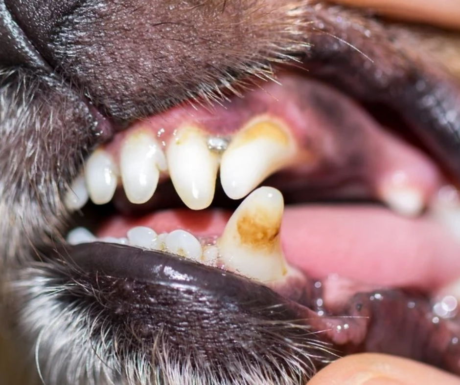 De bruinige, grijsachtige substantie genaamd tandsteen op het gebit van een hond