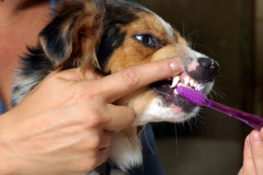 Baasje poetst de tanden van haar hond