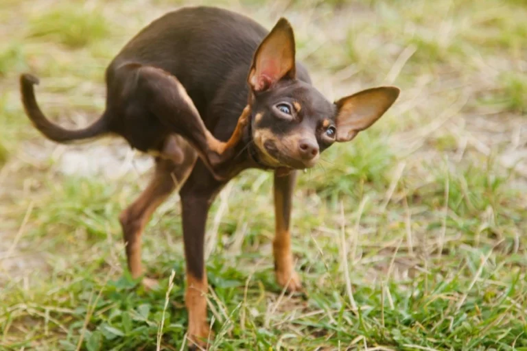 Hond met oorontsteking heeft jeuk aan zijn oor