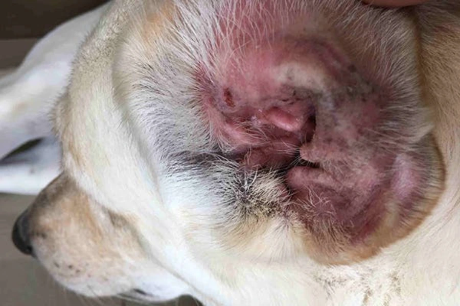 De rood en gezwollen gehoorgang van een hond met een oorontsteking 
