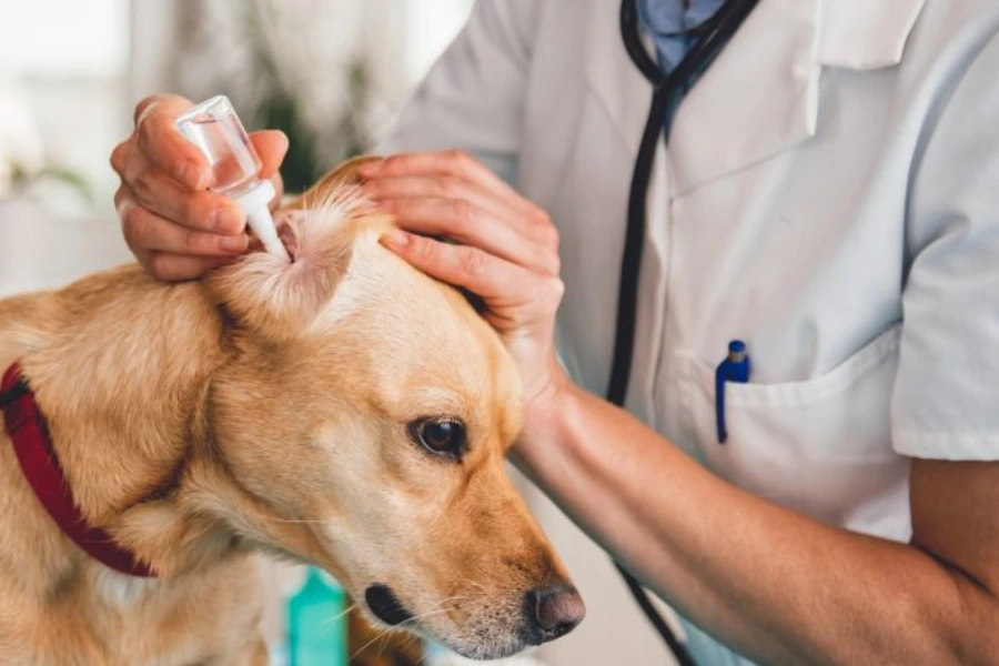 De dierenarts maakt de oor van de hond schoon met een medicinale oor reiniger