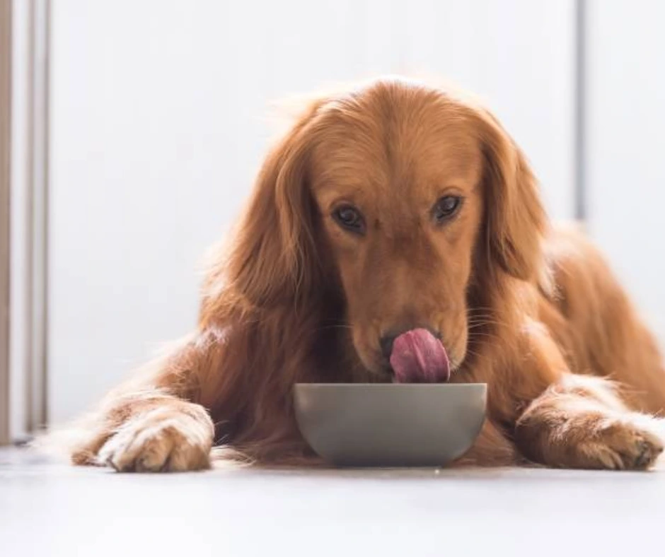 Hond eet voer wat probiotica bevat voor een goede darmgezondheid
