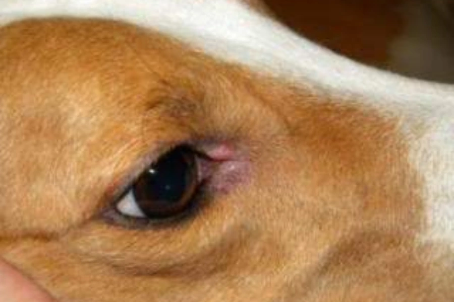 Hond met een verstopte traanbuis 