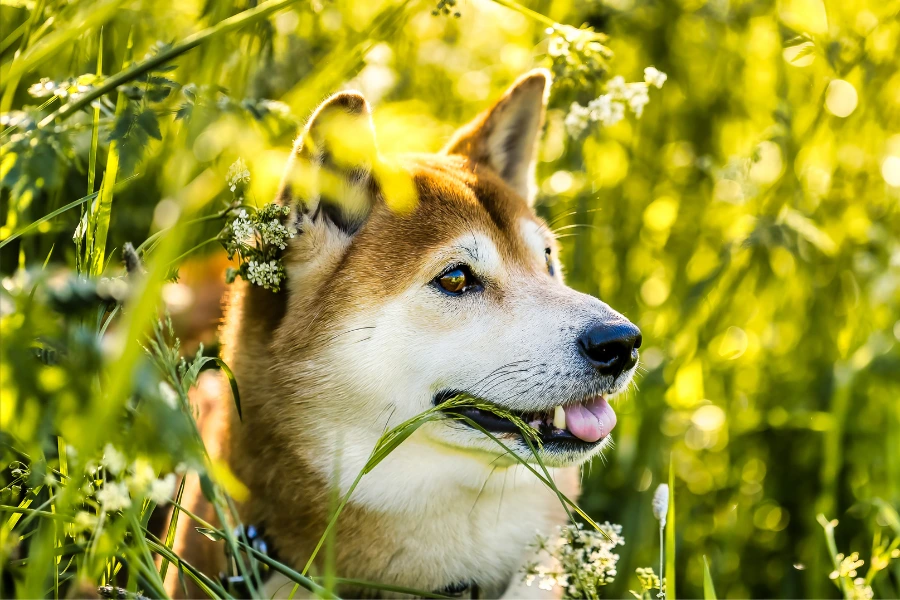 Seizoensgebonden allergieën kunnen ook een rol spelen in tranende ogen bij honden 