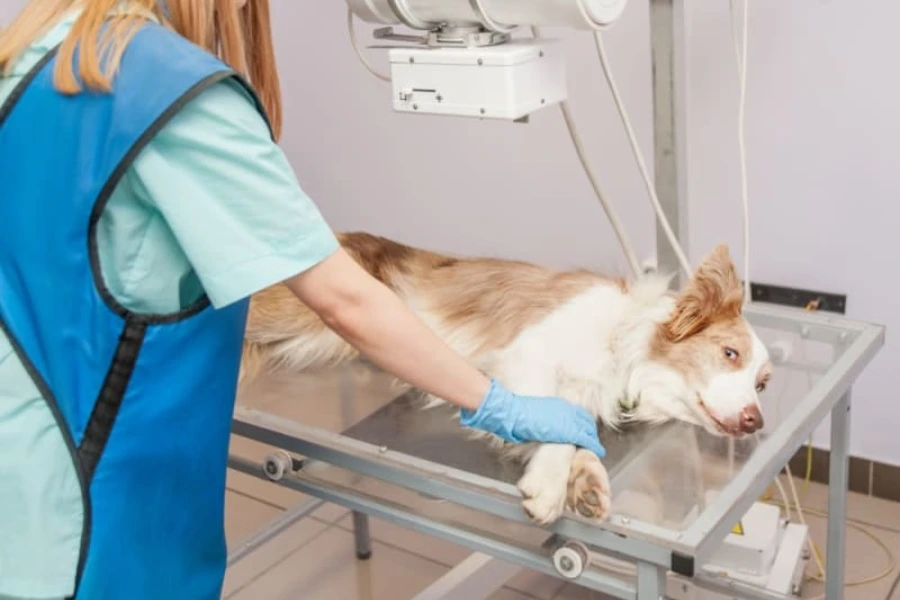 Hond krijgt een röntgenfoto bij de dierenarts, om veranderingen in gewrichten te kunnen zien.