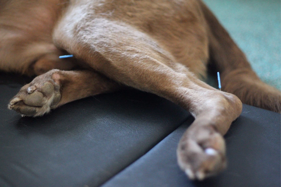 acupunctuur bij een hond, om verlichting te bieden bij gewrichtspijn