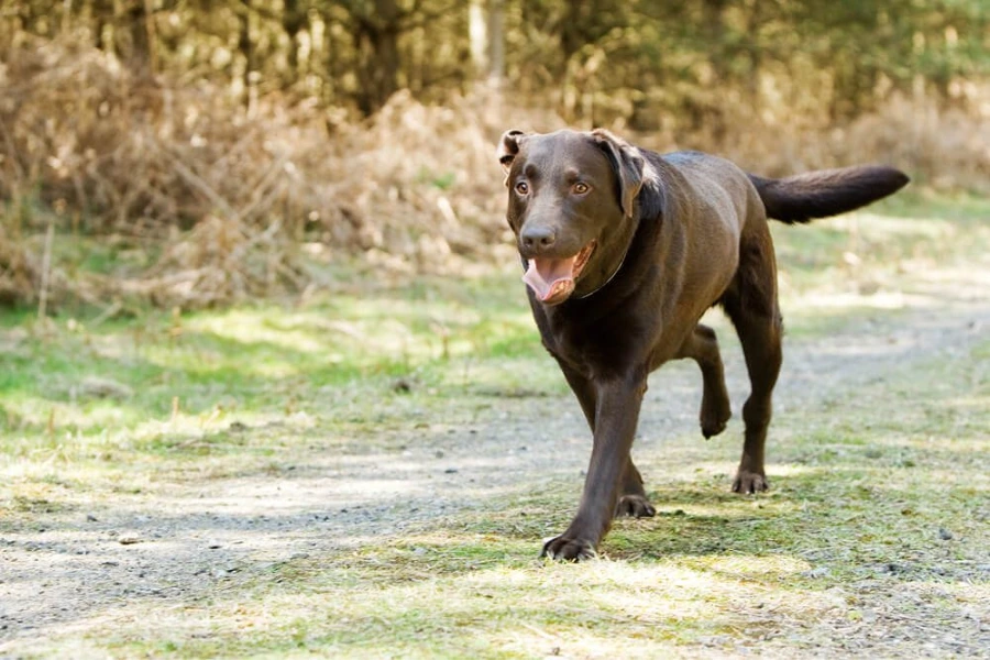 Hond ervaart zwakte in de achterpoten tijdens het wandelen 