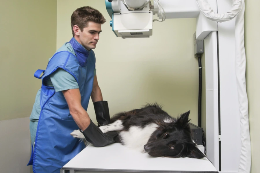 Hond krijgt de diagnose knieschijf luxatie bij de dierenarts