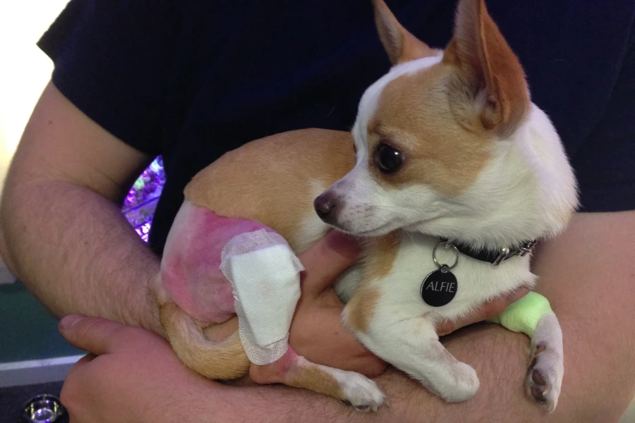 Een Chihuahua na een knieschijf luxatie operatie
