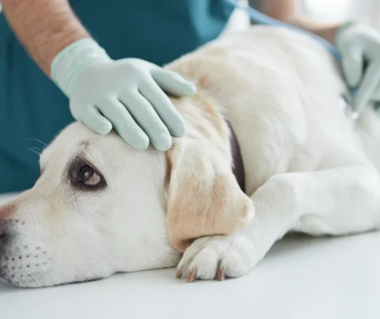 Nierziekte bij honden: Tekenen, symptomen en behandeling