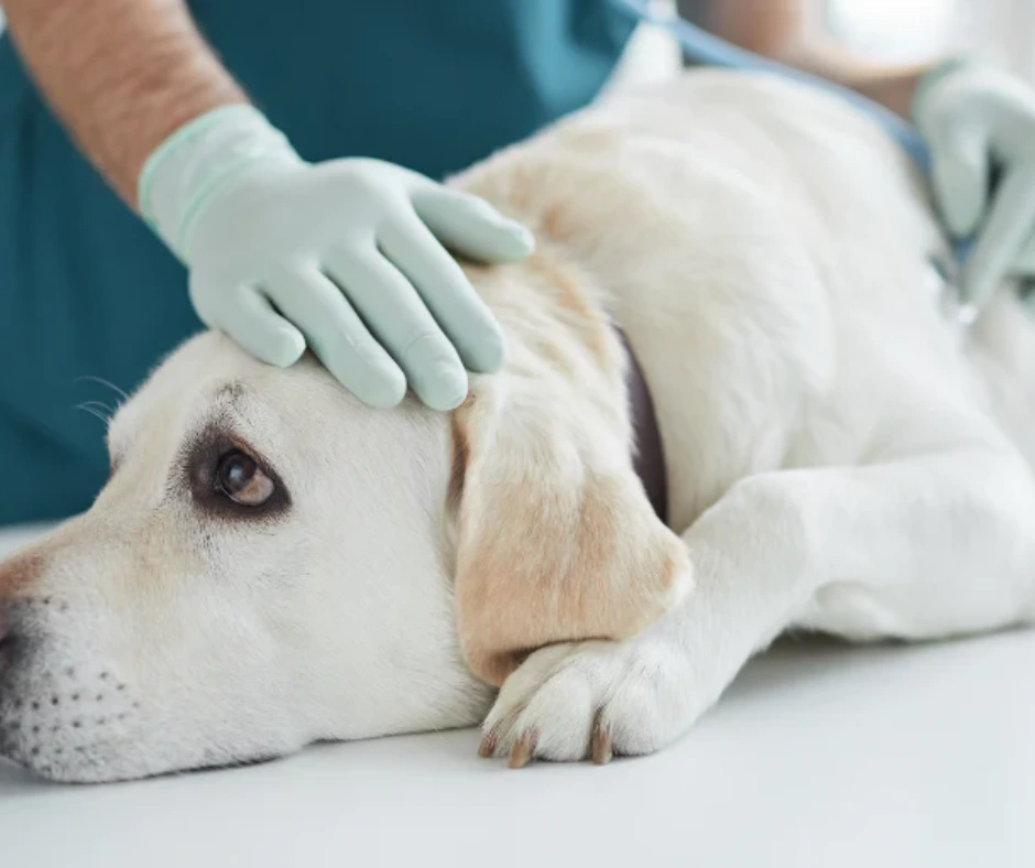 Hond bij de dierenarts met nierziekte