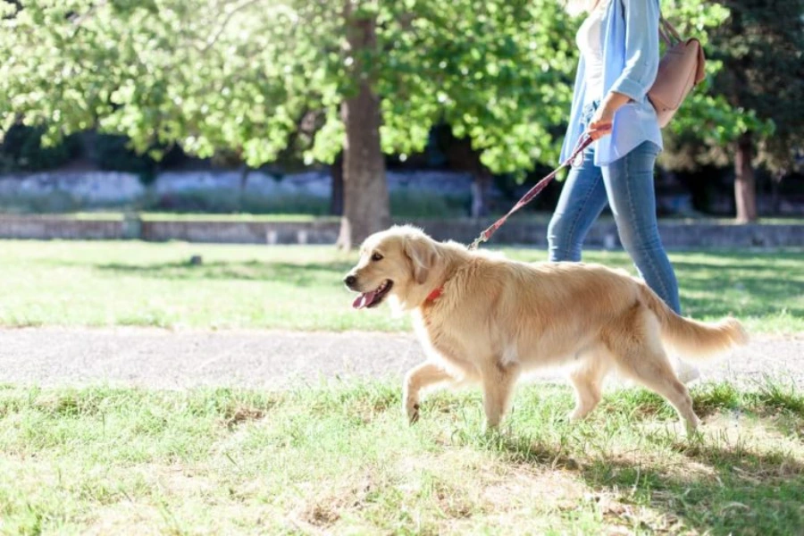 Baasje laat de hond dagelijks bewegen door te andelen. Dit kan helpen bij de spijsvertering.