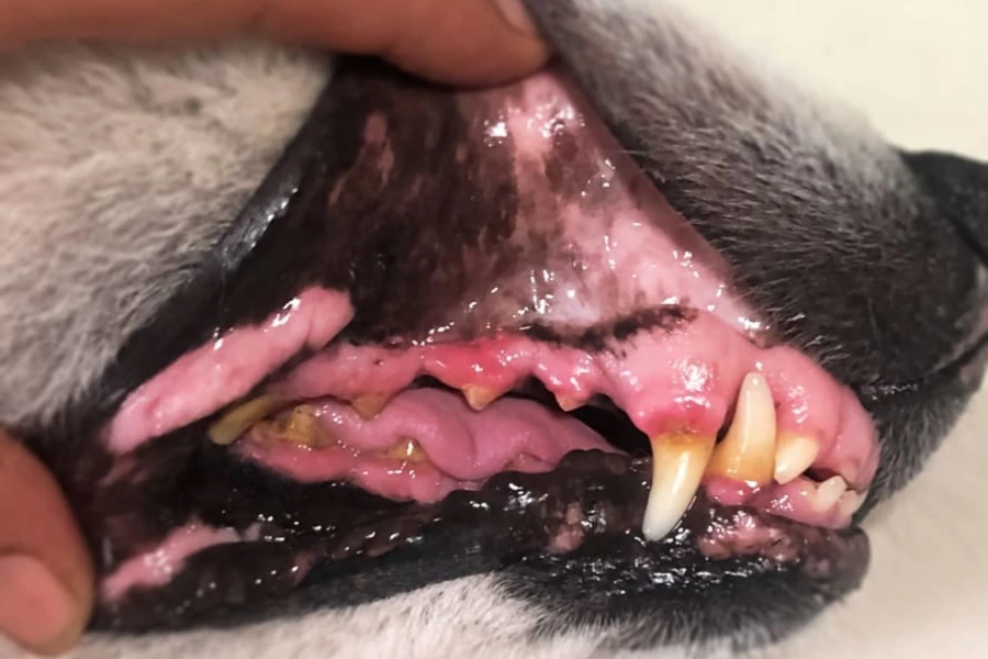 Hond met tandvleesaandoening als gevolg van tandsteen