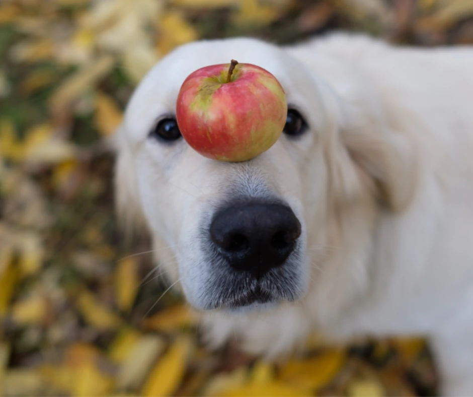 Hond met appel op zijn snuit