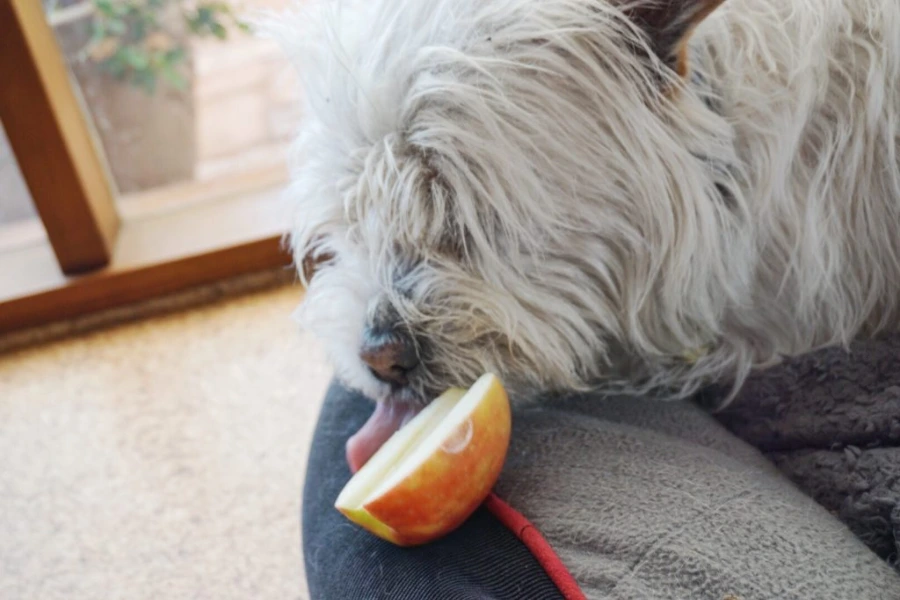 Hond eet een stukje appel