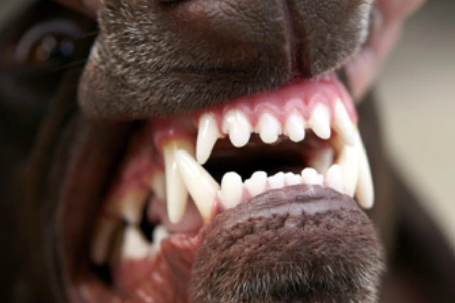 Hond met een verzorgd gebit. Kauwen op appels kunnen de tanden van honden ook schoon houden. 