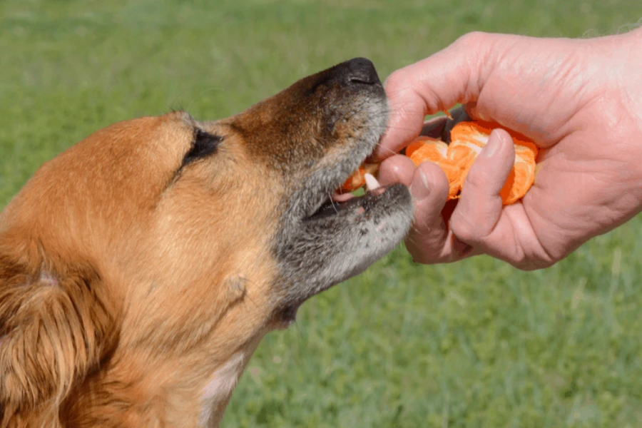 baasje voer mandarijnen aan hond