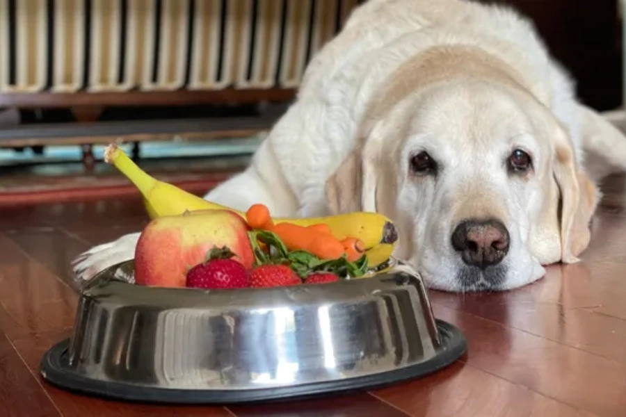 Hond met een voederbak vol fruit