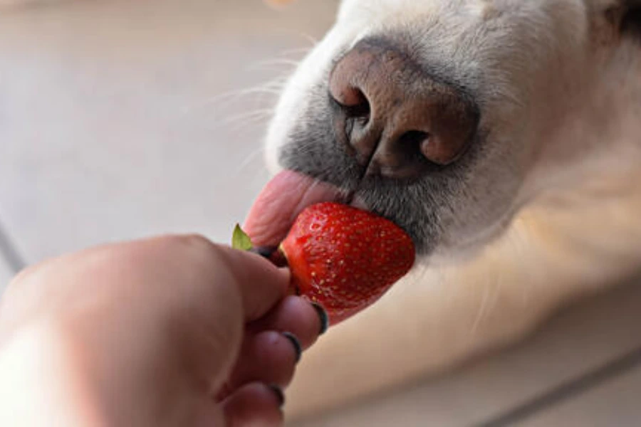 Hond die aardbei eet. 