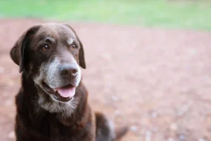 Oudere hond met dementie