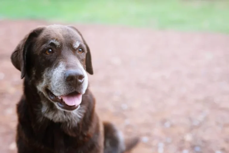 Dementie bij honden herkennen: Een gids voor baasjes