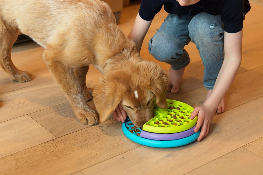 Hond met dementie speelt met speciaal mentale stimulatie speelgoed.