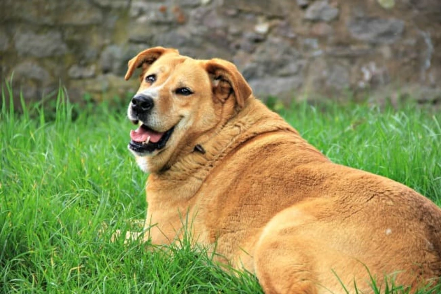 Oudere hond met overgewicht 