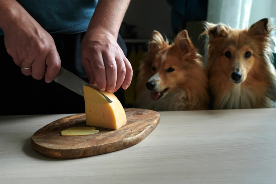 2 honden die smachtend naar kaas kijken