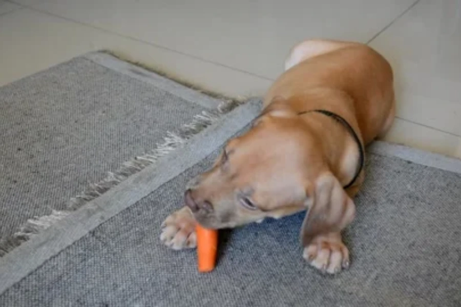 Hond ligt op de grond en eet een wortel