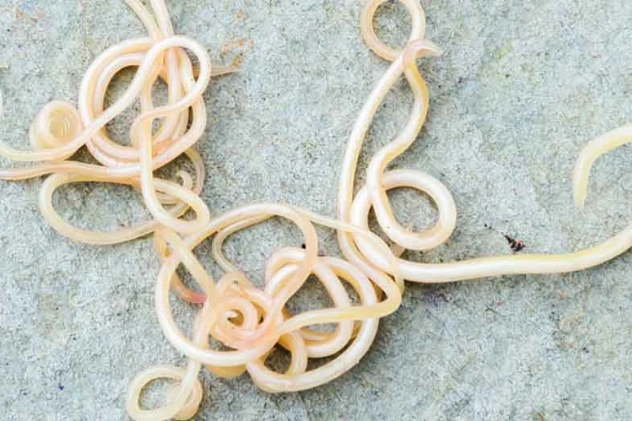 Spoelwormen die zich in honden kunnen bevinden 