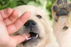Puppy die in de vinger van zijn baasje bijt