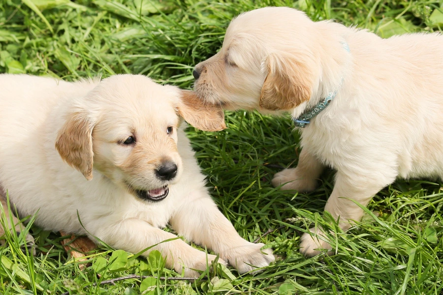 Puppy bijt de ander in oor tijdens het spelen. 
