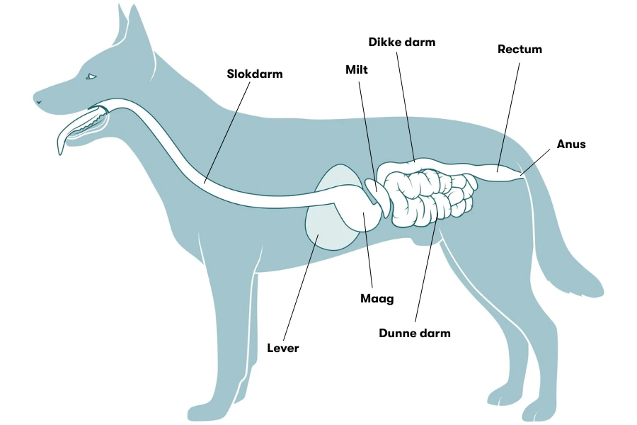 Een schets van het spijsverteringskanaal van de hond