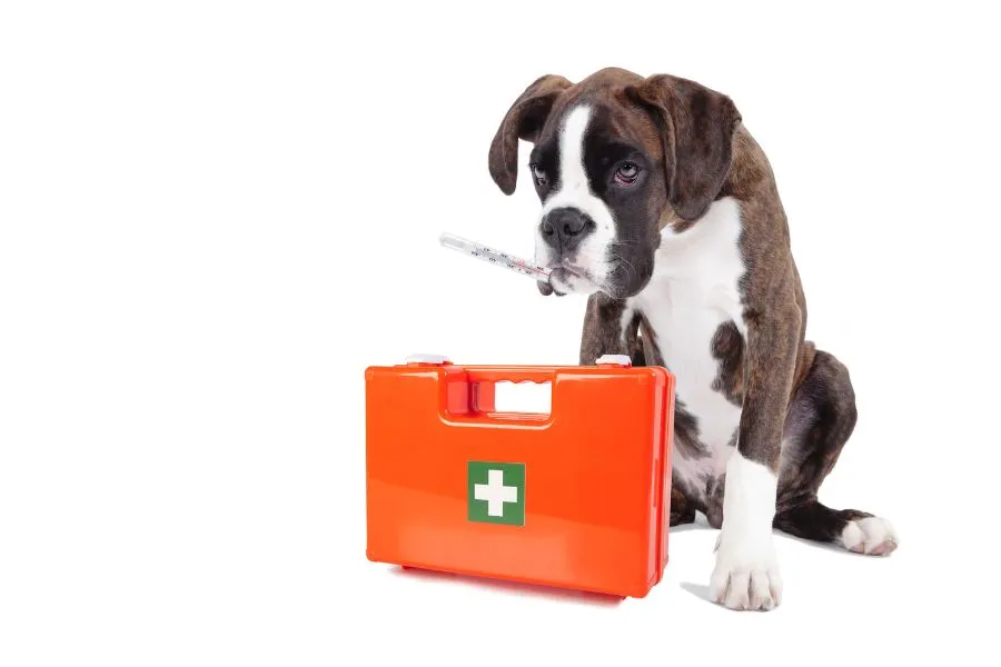 Een EHBO koffer en thermometer om koorts bij honden waar te nemen.