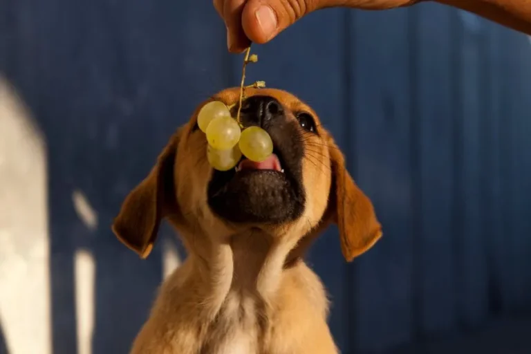 Mogen honden druiven eten?