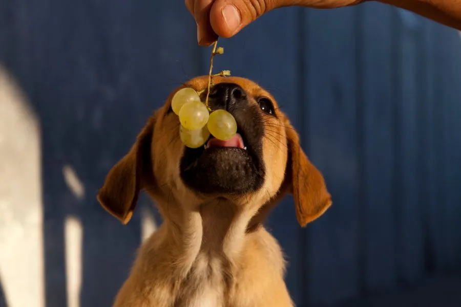 Puppy die druif eet
