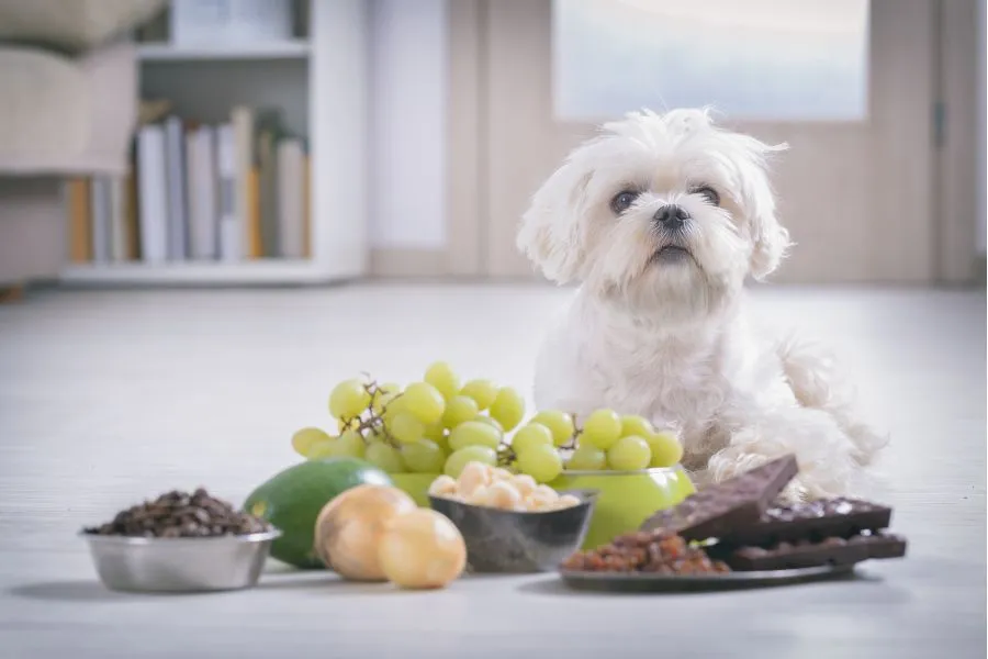 Hond met druiven