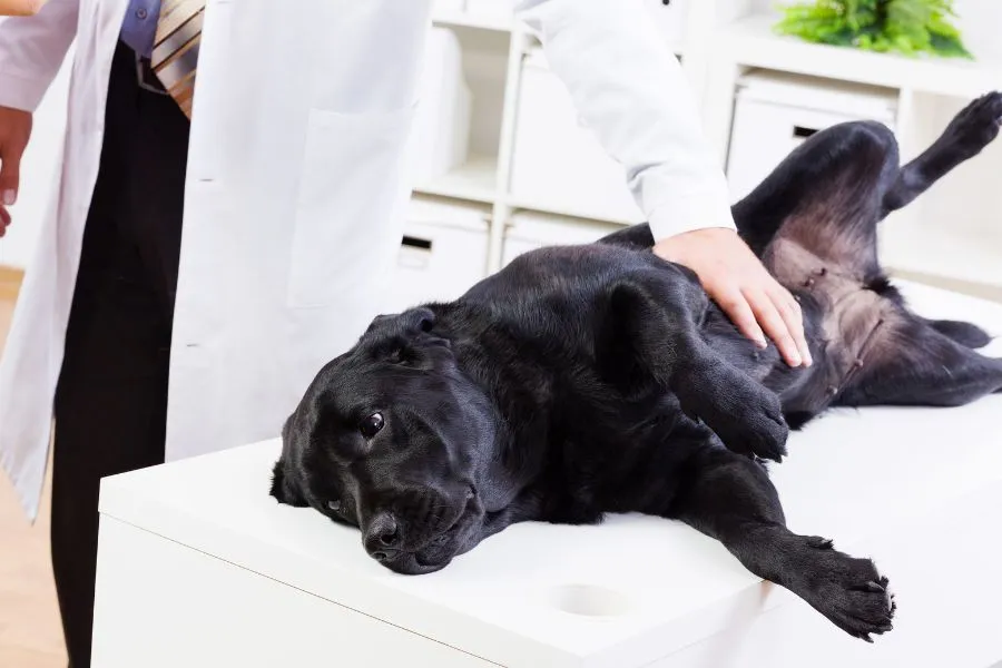 Hond bij de dierenarts om te controleren op vetbulten