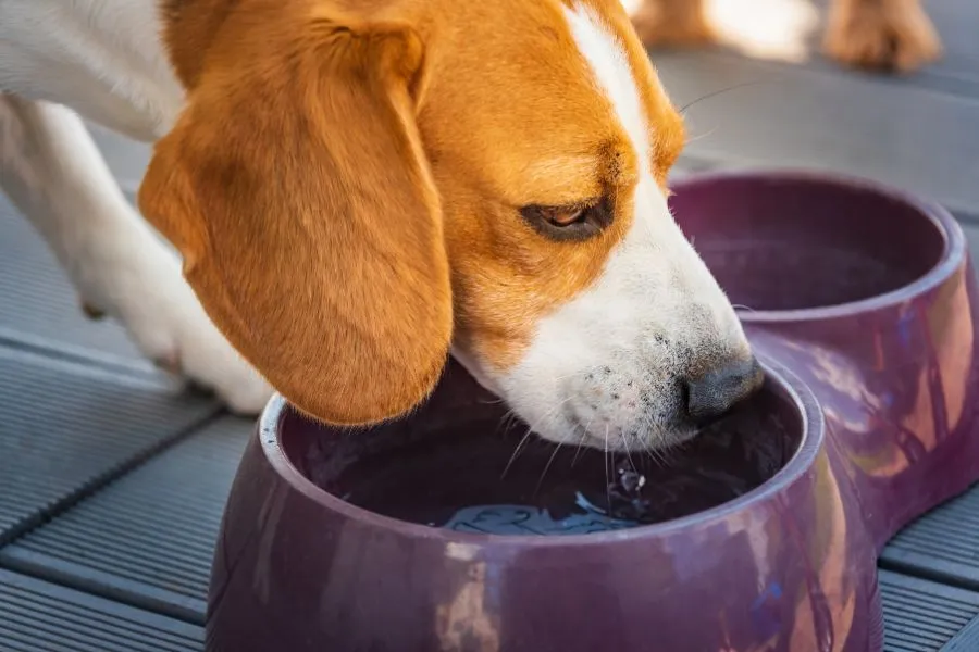Hond die niet uit zijn waterbak drinkt
