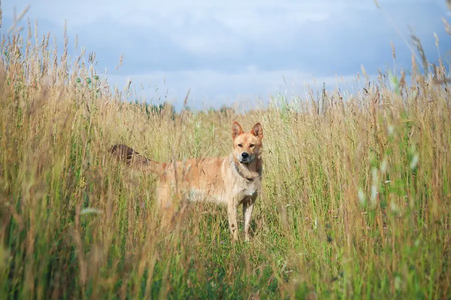 Een hond die in een veld staat met grasaren om hem heen.
