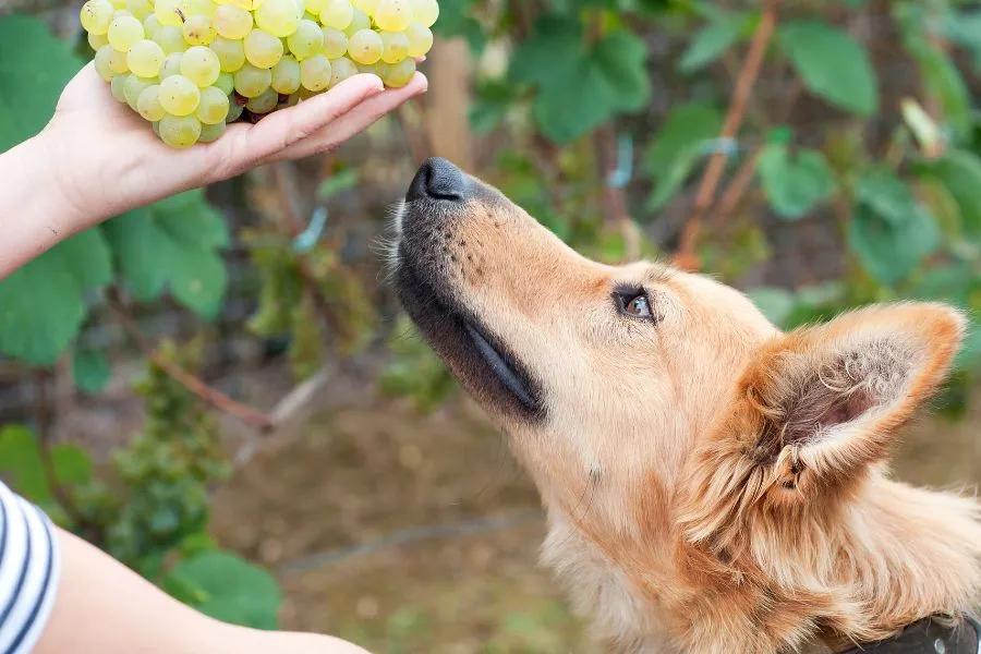 Hond wilt druiven