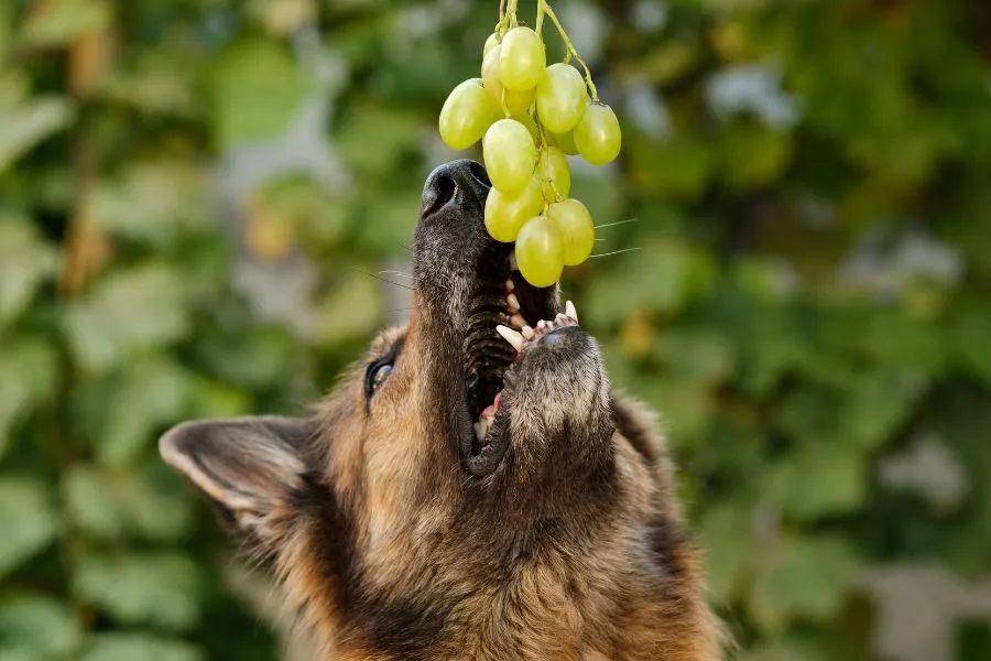 Hond eet druiven