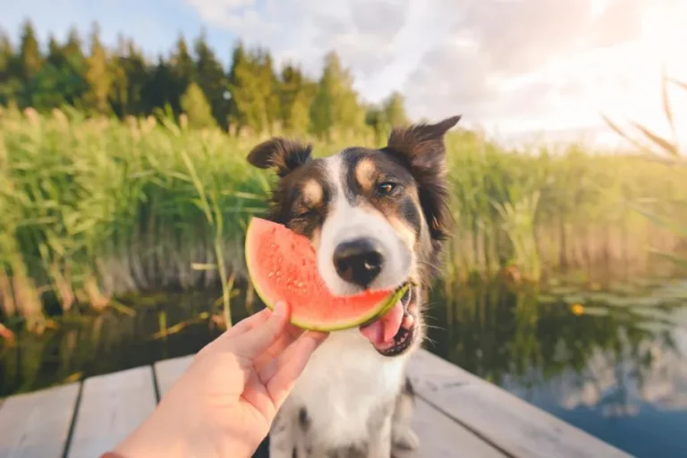 Mag een hond meloen eten? Voordelen & mogelijke risico’s