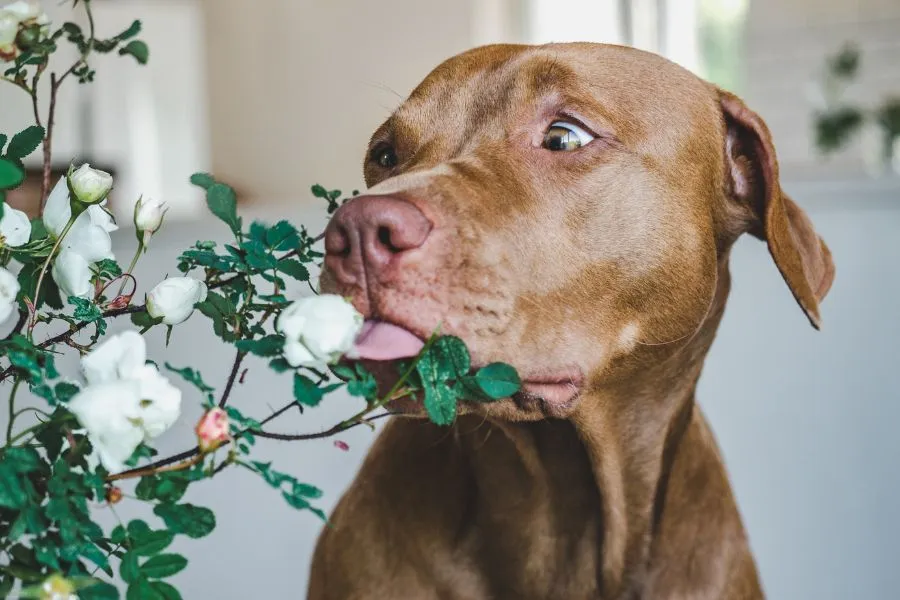 Hond die aan een giftige plant likt